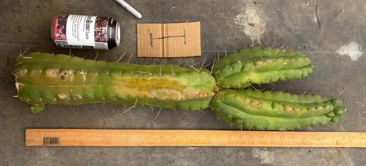 #EC169 EXACT Trichocereus Pachanoi Monstrose TPM Cactus TLC Cuttings A-J