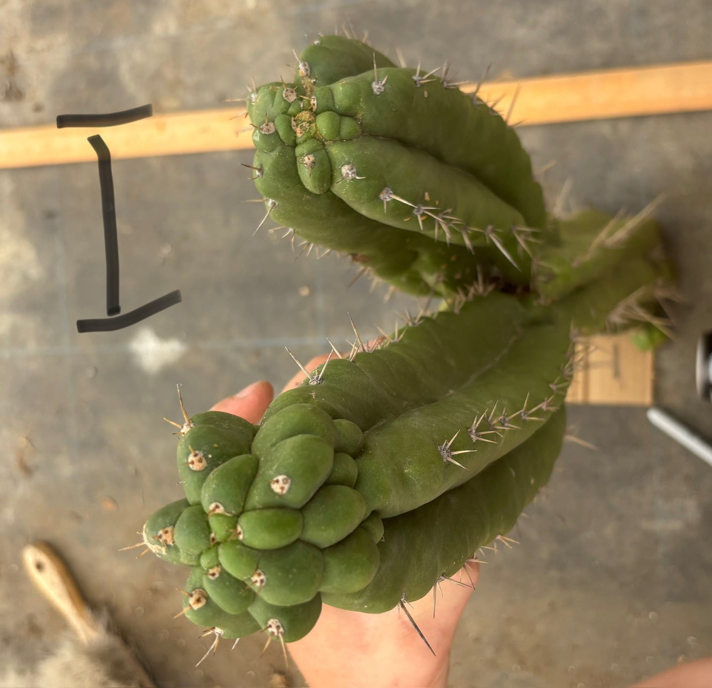 #EC169 EXACT Trichocereus Pachanoi Monstrose TPM Cactus TLC Cuttings A-J