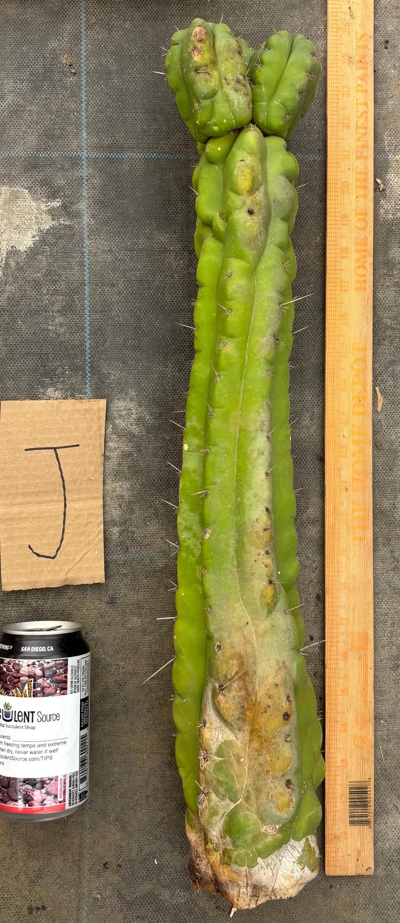 #EC169 EXACT Trichocereus Pachanoi Monstrose TPM Cactus TLC Cuttings A-J