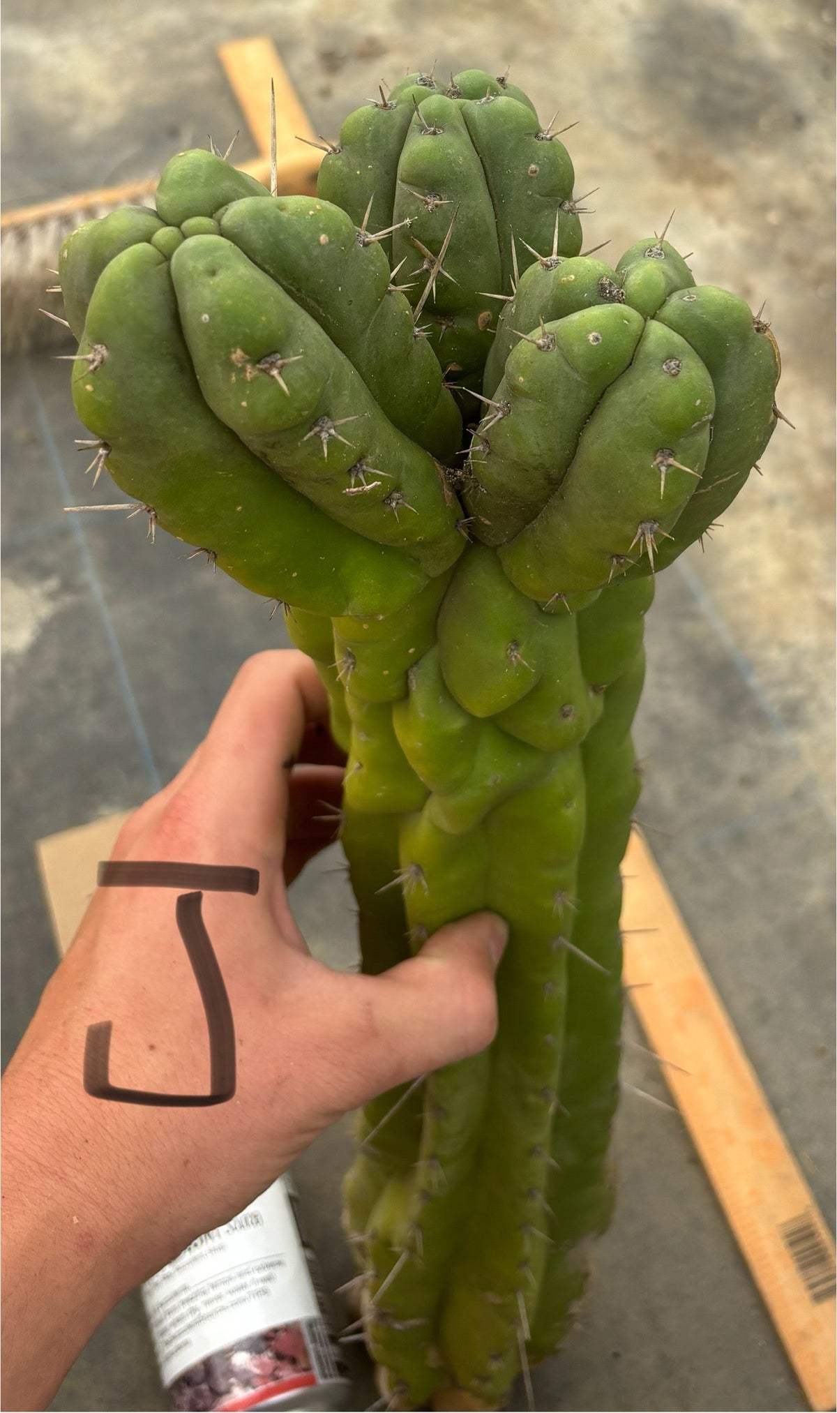 #EC169 EXACT Trichocereus Pachanoi Monstrose TPM Cactus TLC Cuttings A-J
