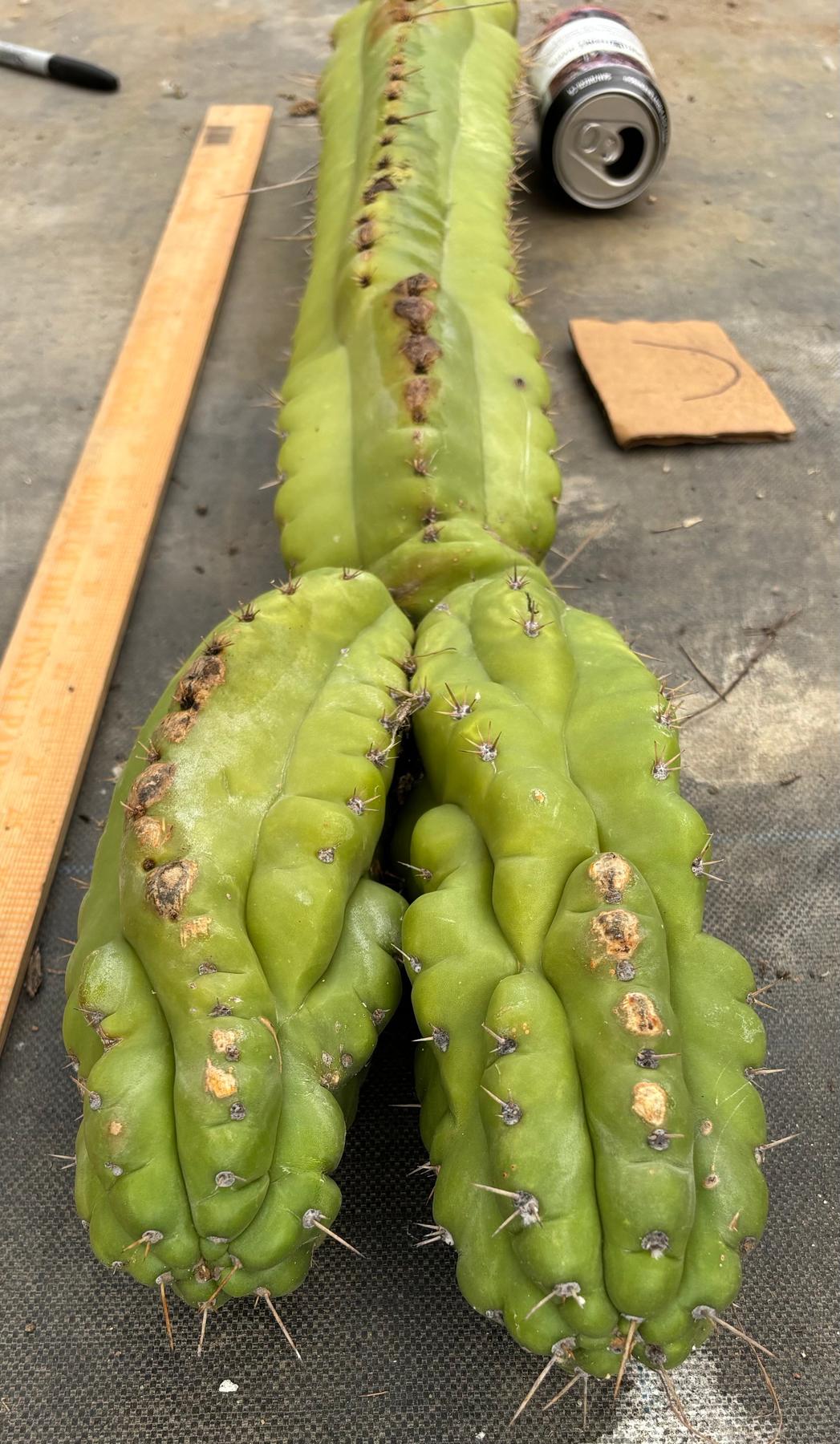#EC169 EXACT Trichocereus Pachanoi Monstrose TPM Cactus TLC Cuttings A-J