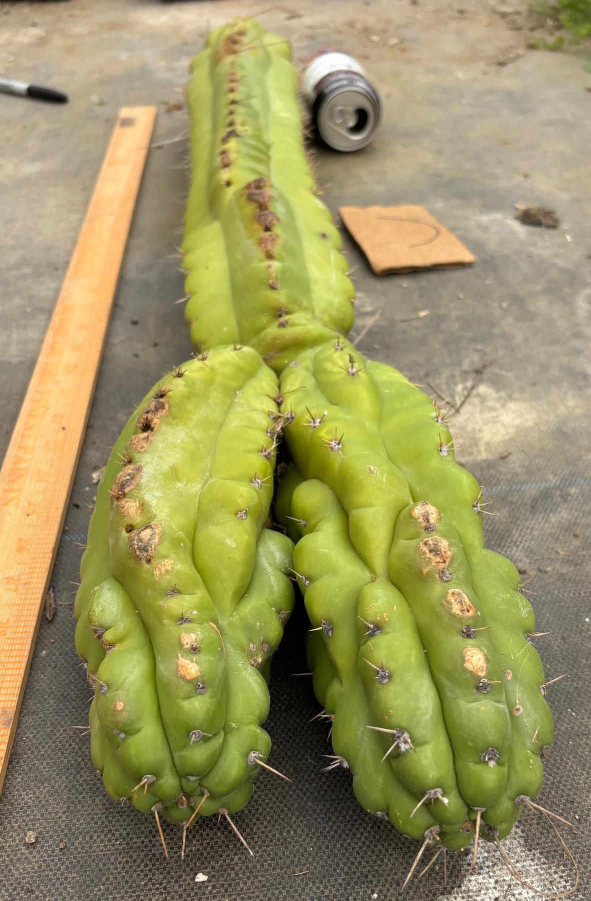 #EC169 EXACT Trichocereus Pachanoi Monstrose TPM Cactus TLC Cuttings A-J