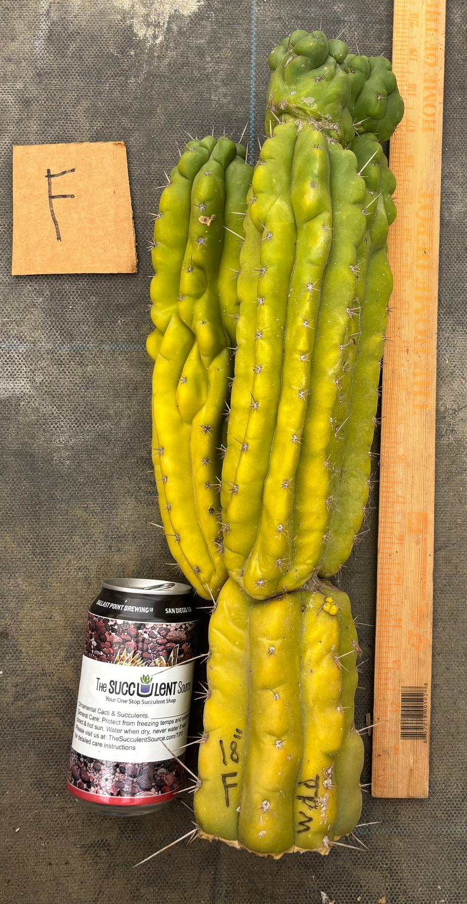 #EC169 EXACT Trichocereus Pachanoi Monstrose TPM Cactus TLC Cuttings A-J