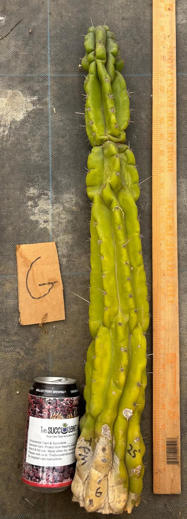 #EC169 EXACT Trichocereus Pachanoi Monstrose TPM Cactus TLC Cuttings A-J