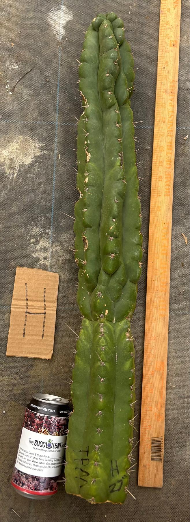 #EC169 EXACT Trichocereus Pachanoi Monstrose TPM Cactus TLC Cuttings A-J