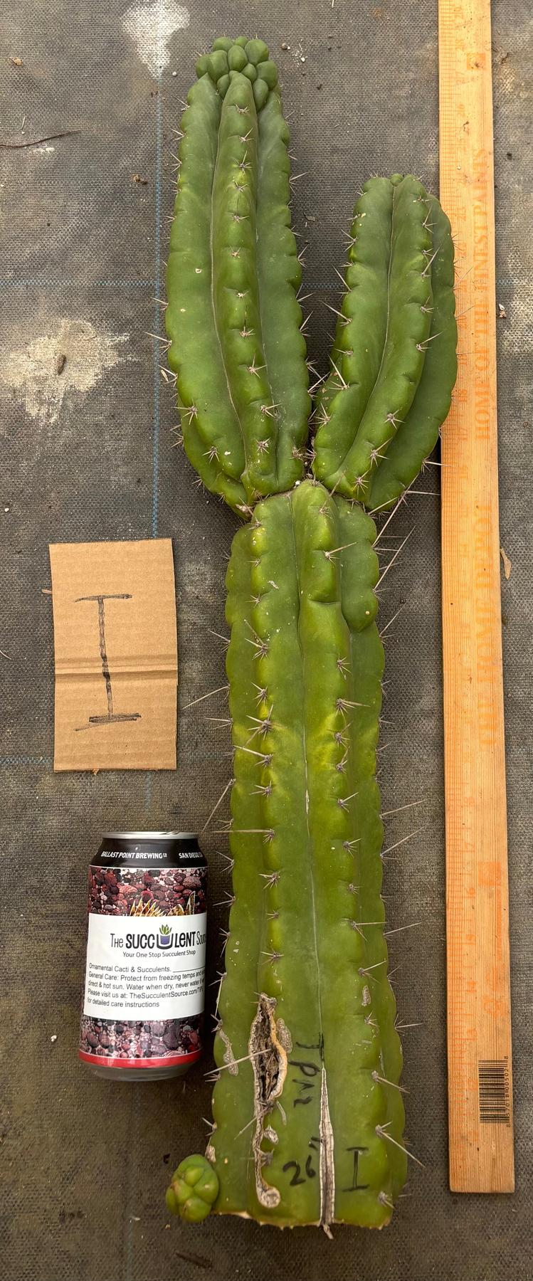 #EC169 EXACT Trichocereus Pachanoi Monstrose TPM Cactus TLC Cuttings A-J