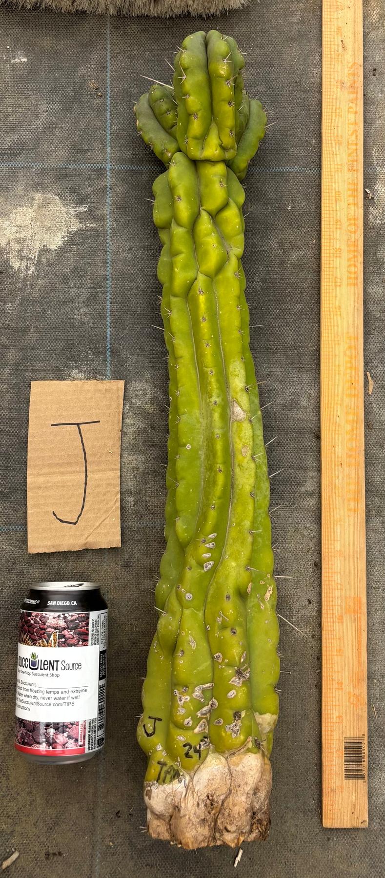#EC169 EXACT Trichocereus Pachanoi Monstrose TPM Cactus TLC Cuttings A-J