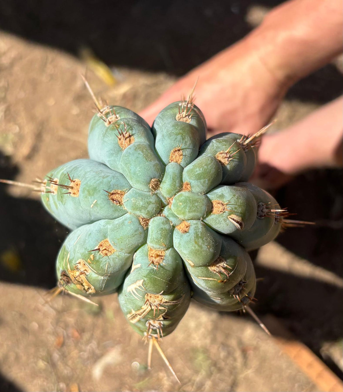 #EC173 EXACT Trichocereus Variety of Long Cuttings