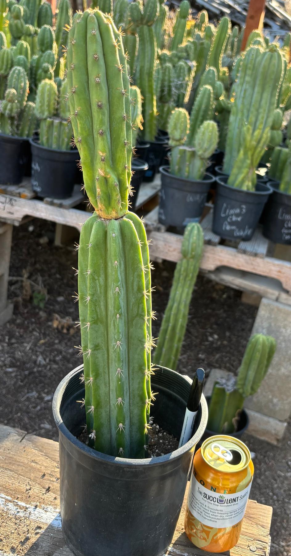 #EC181 EXACT Trichocereus Pachanoi Op New Zealand Cactus Potted 18”