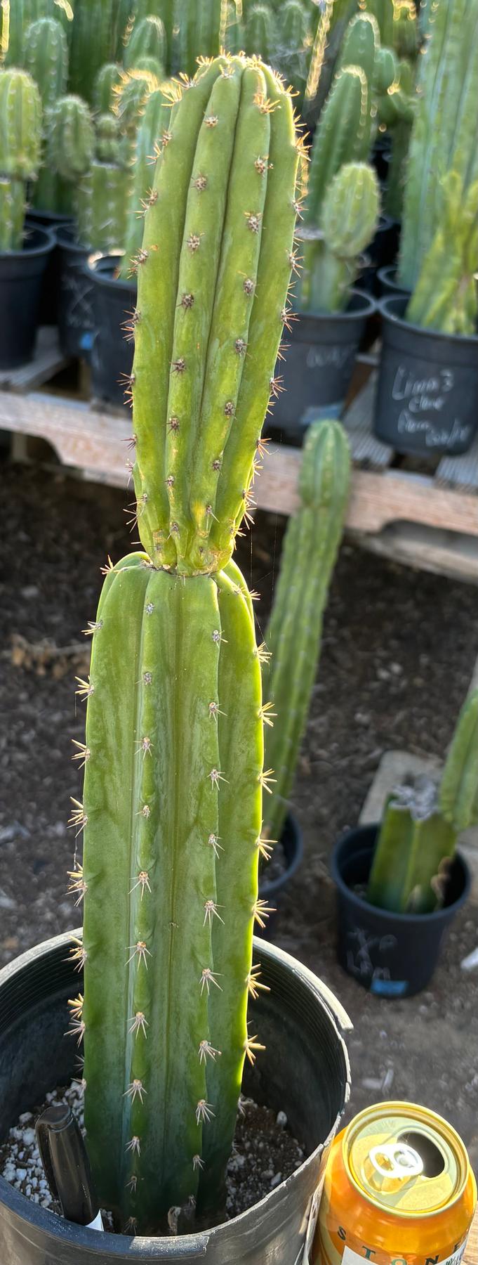 #EC181 EXACT Trichocereus Pachanoi Op New Zealand Cactus Potted 18”