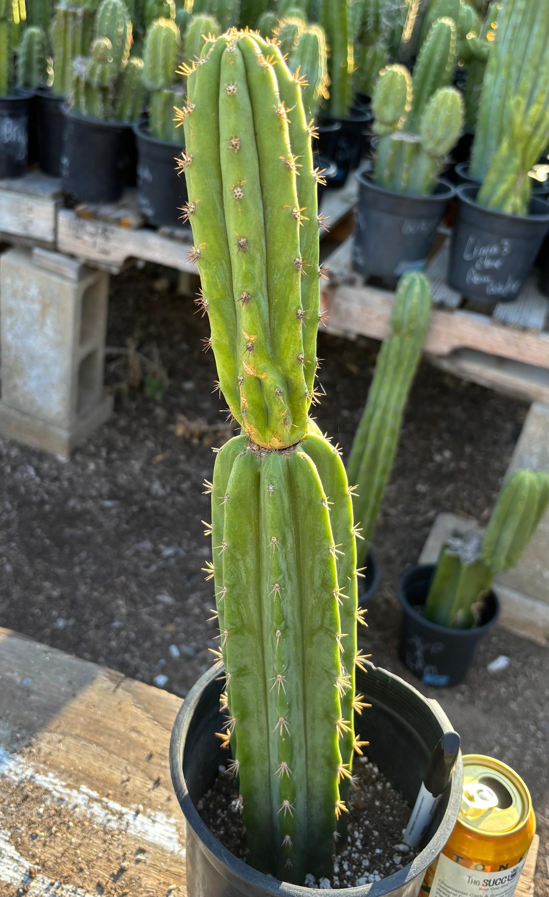 #EC181 EXACT Trichocereus Pachanoi Op New Zealand Cactus Potted 18”