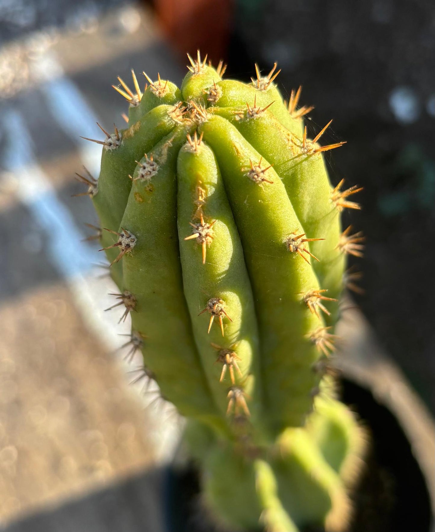 #EC181 EXACT Trichocereus Pachanoi Op New Zealand Cactus Potted 18”