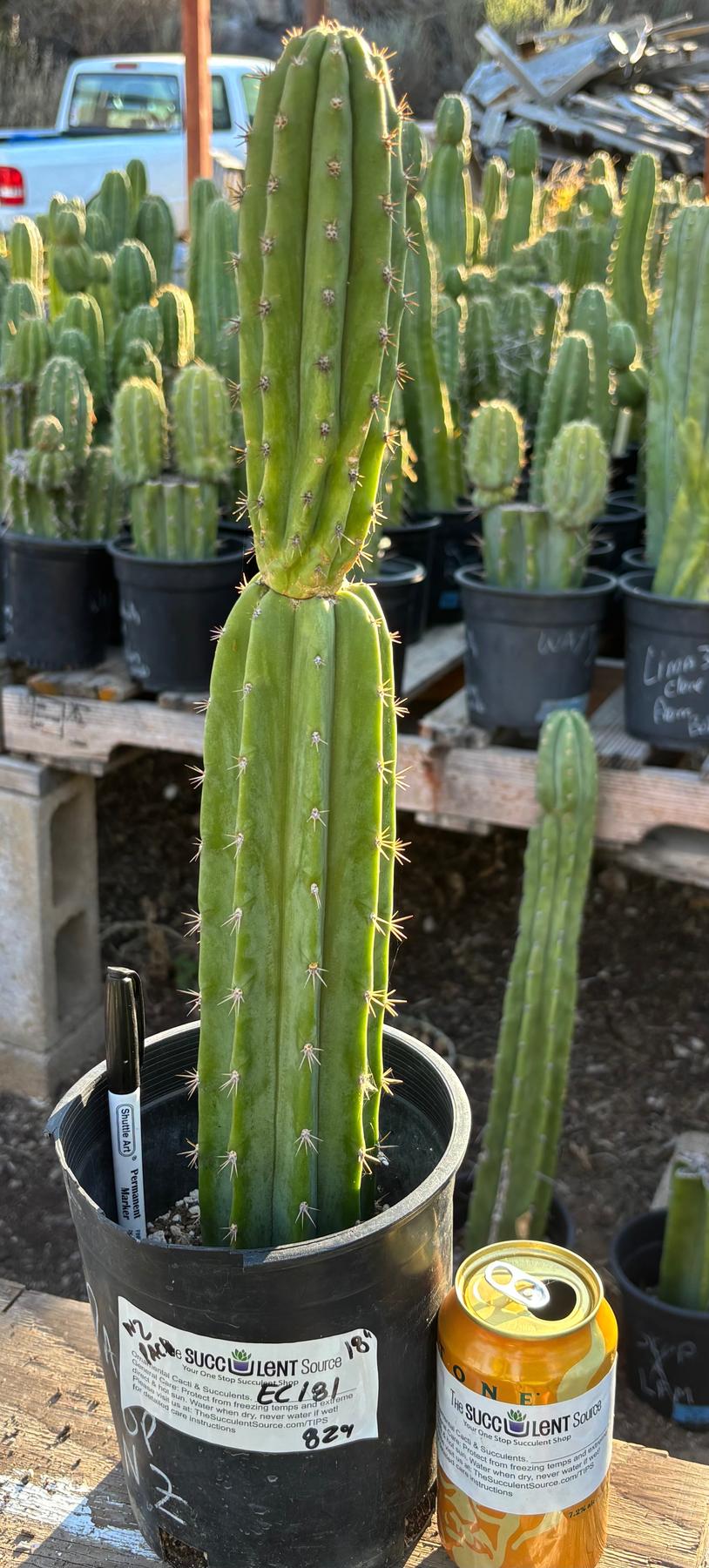 #EC181 EXACT Trichocereus Pachanoi Op New Zealand Cactus Potted 18”