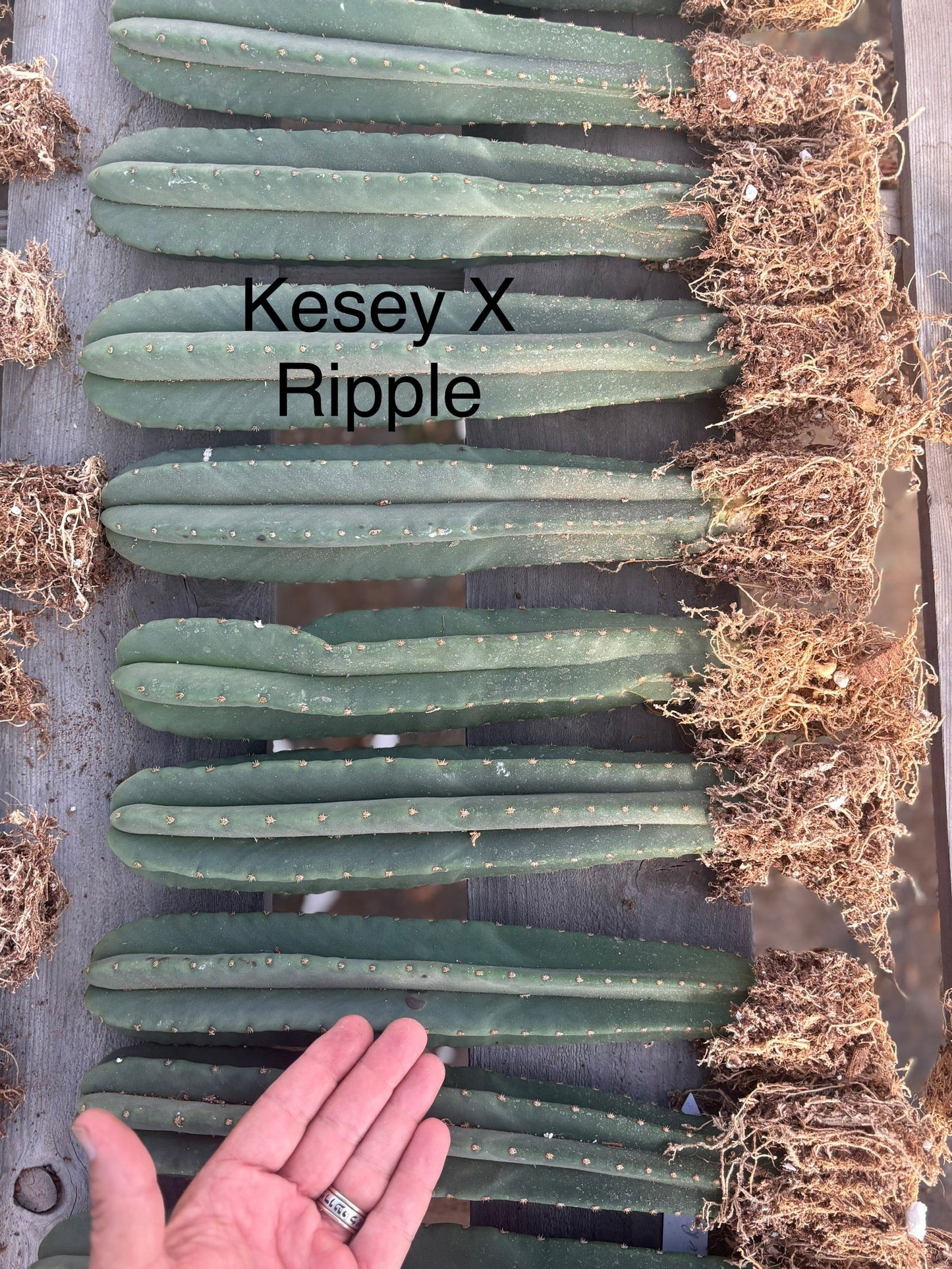 #EC185 Trichocereus Hybrid BARGAIN SPECIAL (1 unit) Cactus Bare Root Specimens