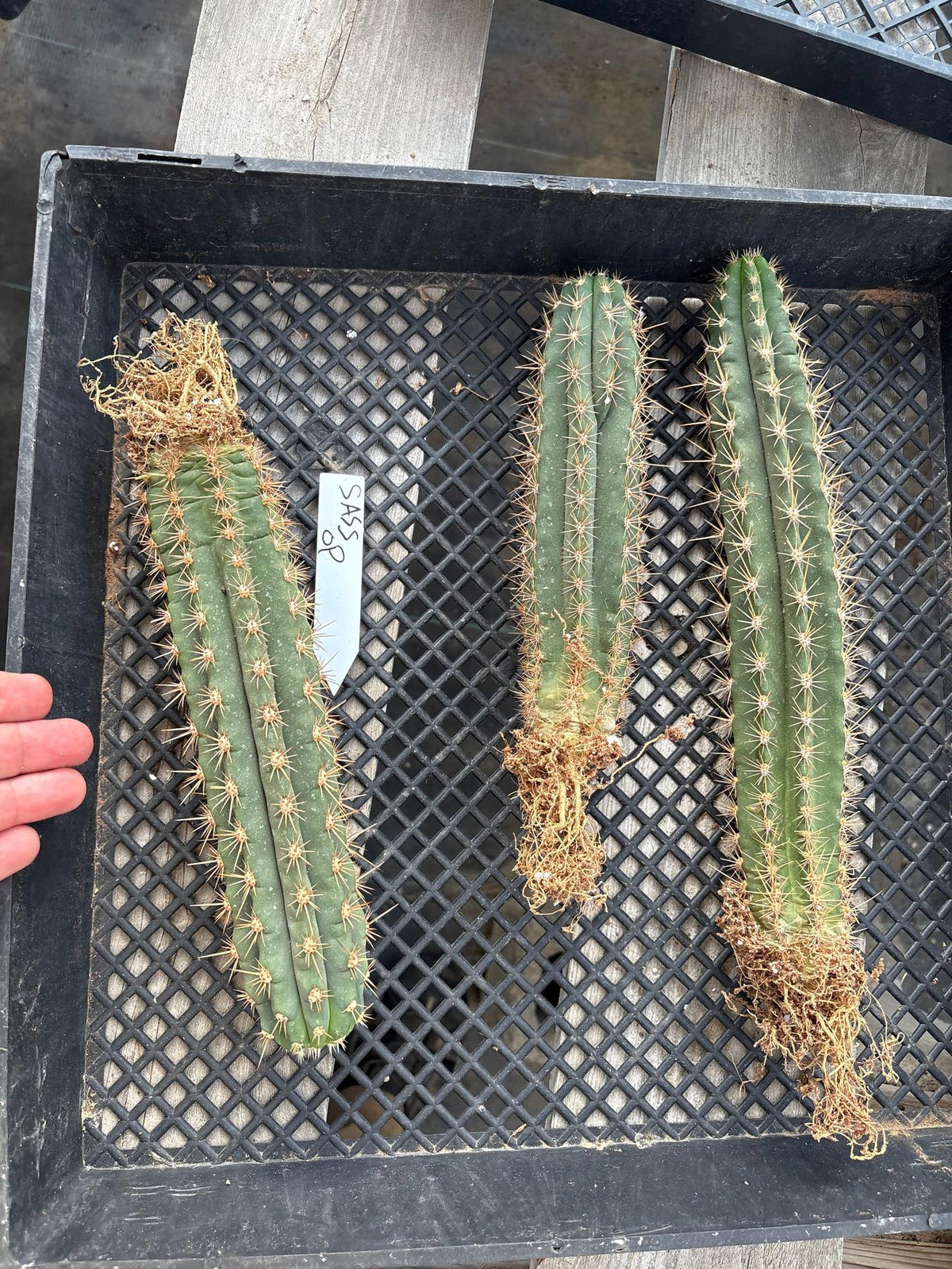 #EC185 Trichocereus Hybrid BARGAIN SPECIAL (1 unit) Cactus Bare Root Specimens