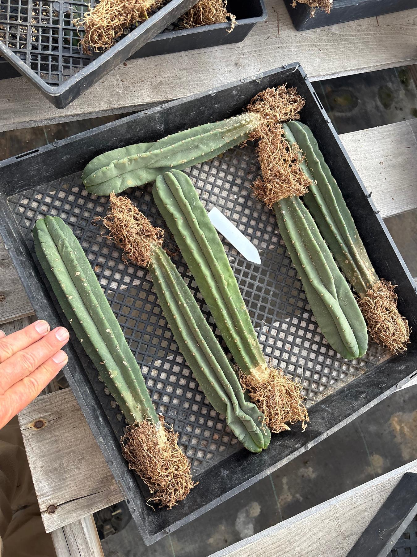 #EC185 Trichocereus Hybrid BARGAIN SPECIAL (1 unit) Cactus Bare Root Specimens