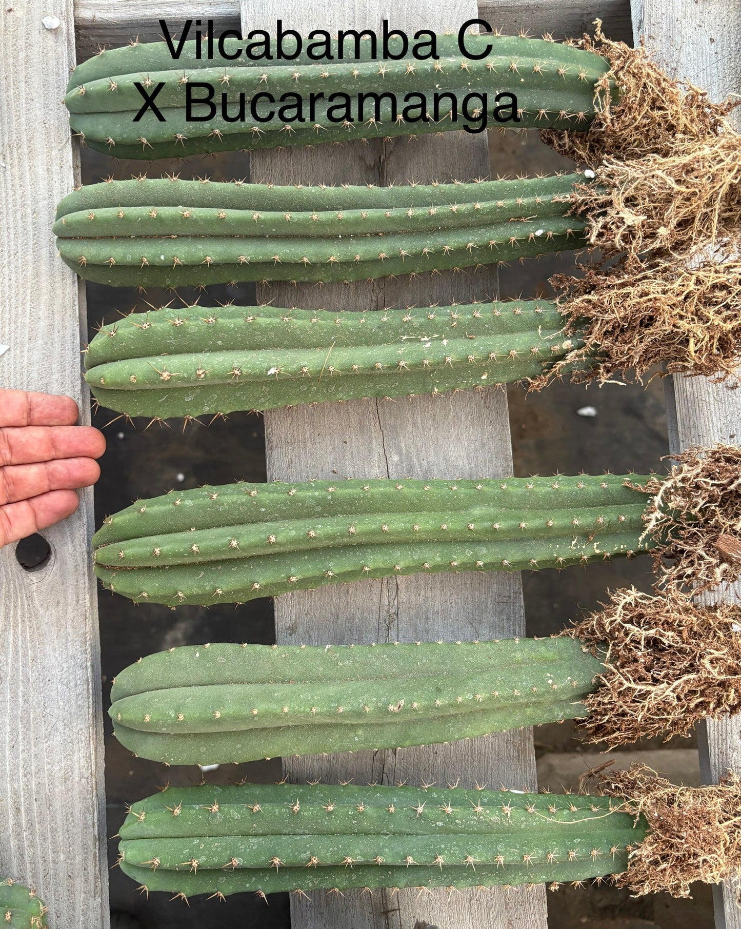 #EC185 Trichocereus Hybrid BARGAIN SPECIAL (1 unit) Cactus Bare Root Specimens