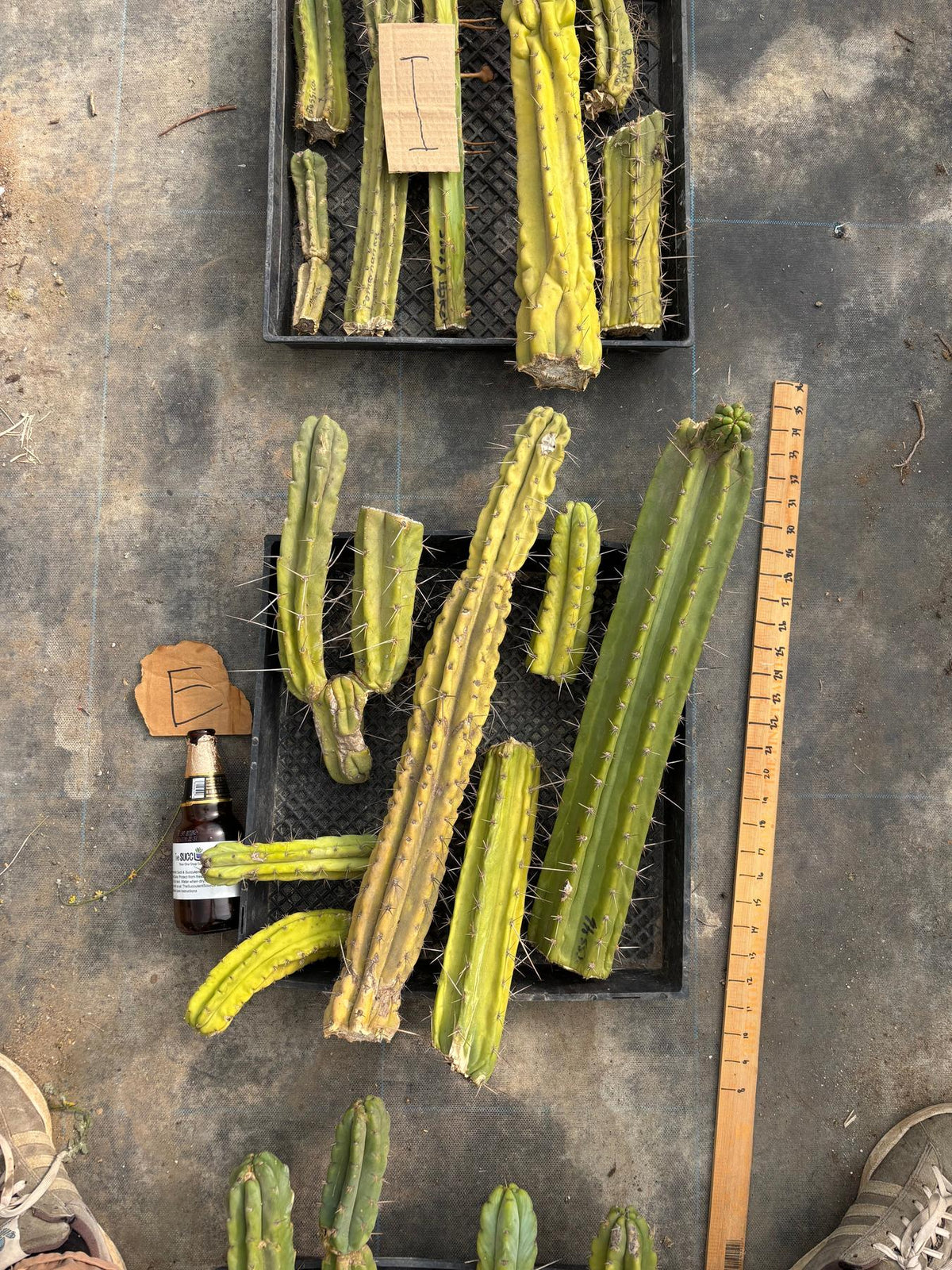 #EC188 EXACT Trichocereus TLC Bargain MIXED Cactus Cutting Lot