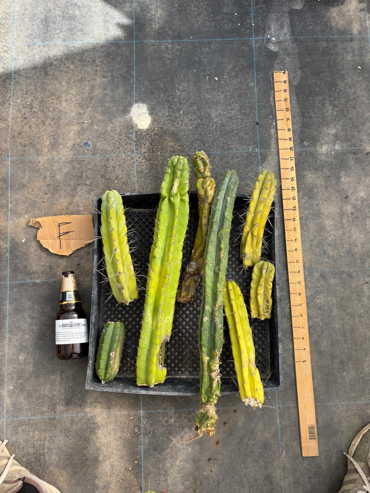 #EC188 EXACT Trichocereus TLC Bargain MIXED Cactus Cutting Lot