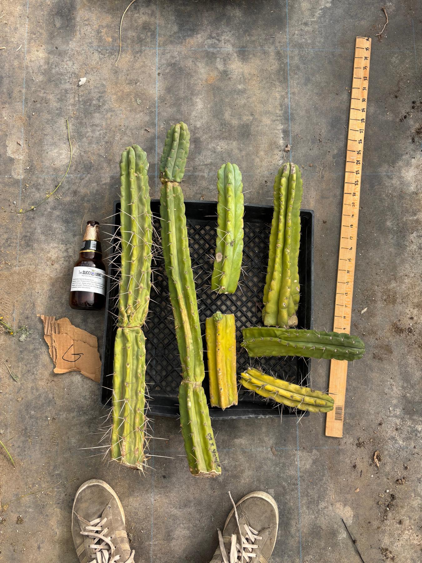 #EC188 EXACT Trichocereus TLC Bargain MIXED Cactus Cutting Lot