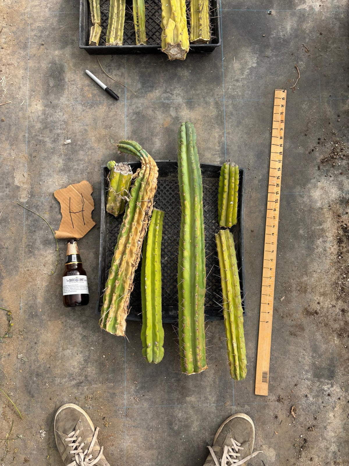 #EC188 EXACT Trichocereus TLC Bargain MIXED Cactus Cutting Lot