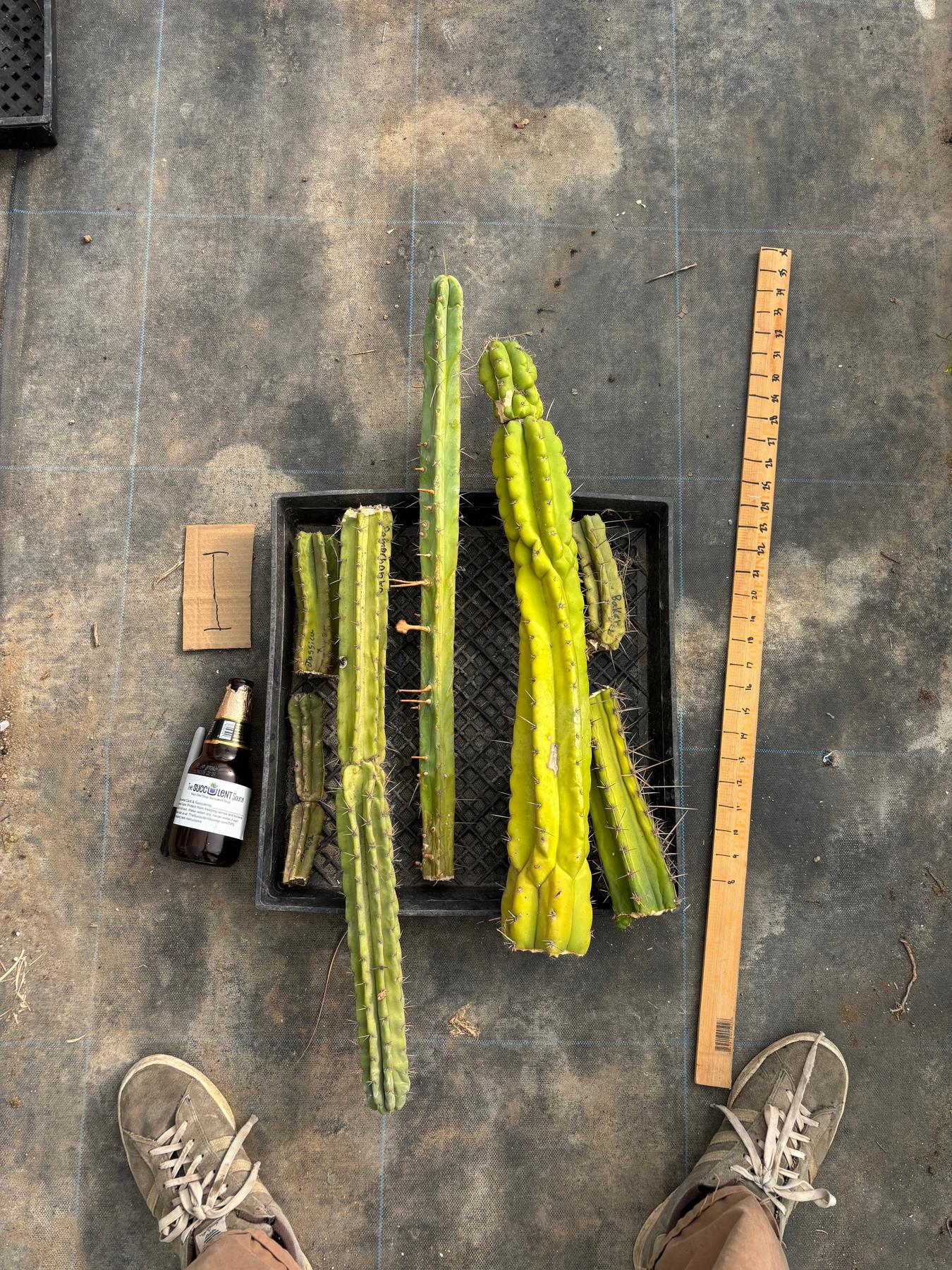 #EC188 EXACT Trichocereus TLC Bargain MIXED Cactus Cutting Lot