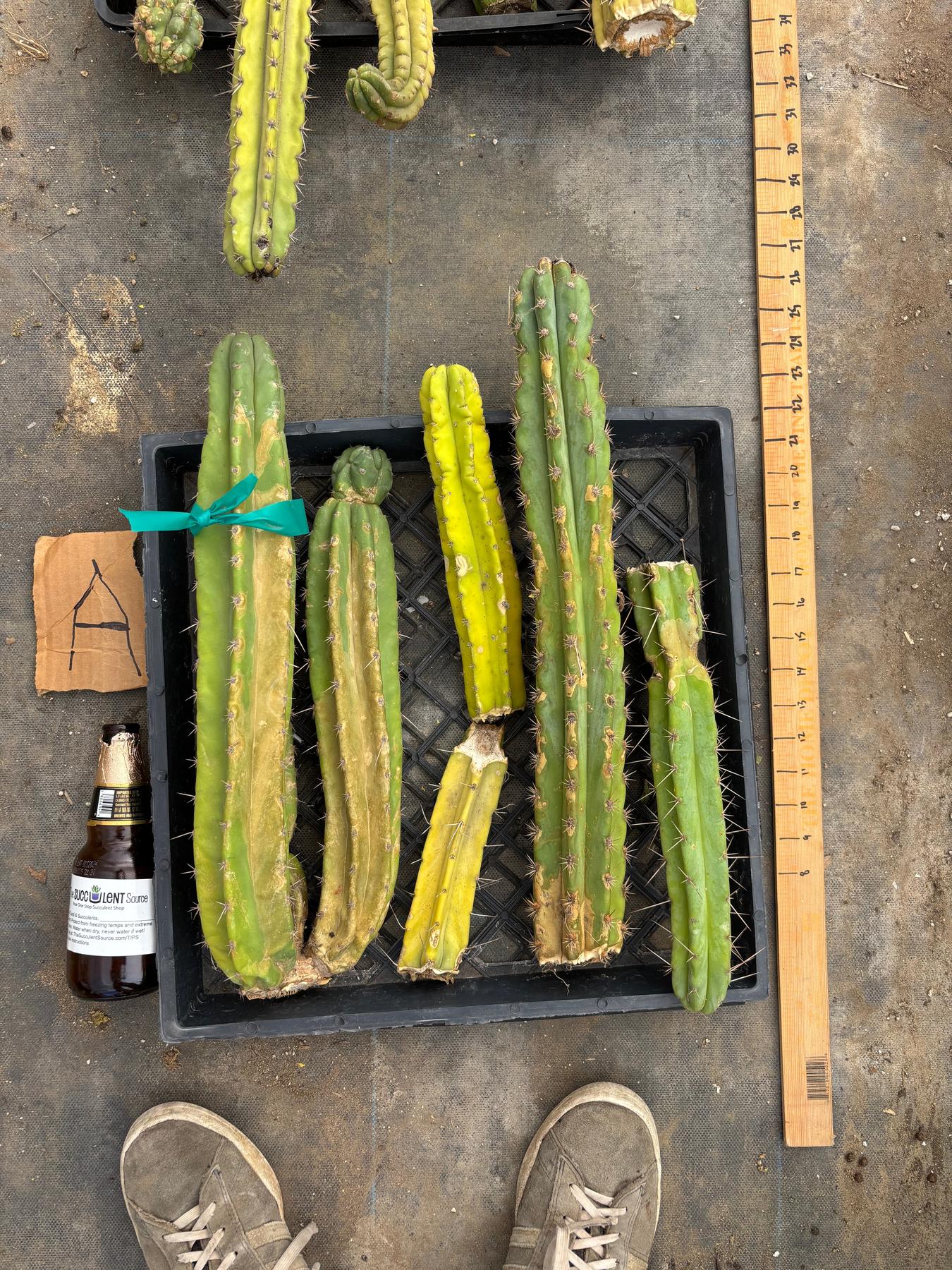 #EC188 EXACT Trichocereus TLC Bargain MIXED Cactus Cutting Lot