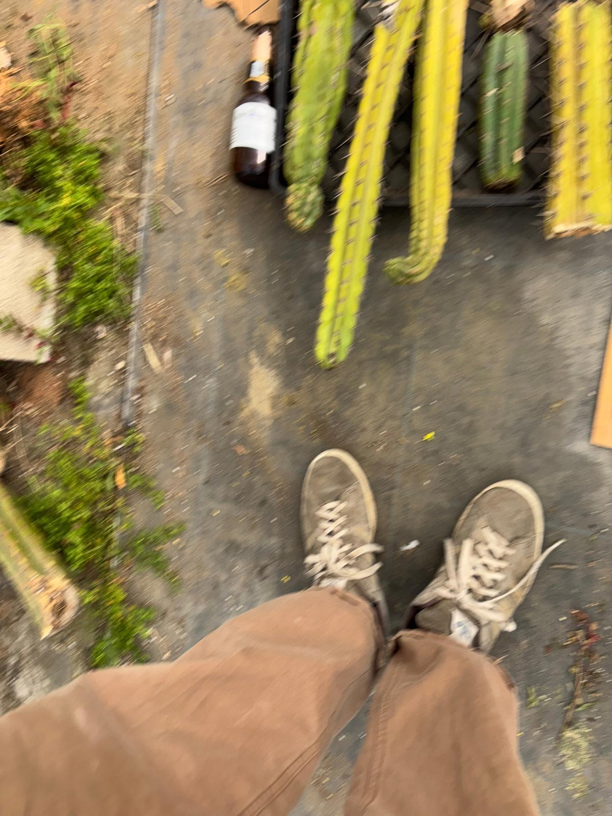 #EC188 EXACT Trichocereus TLC Bargain MIXED Cactus Cutting Lot