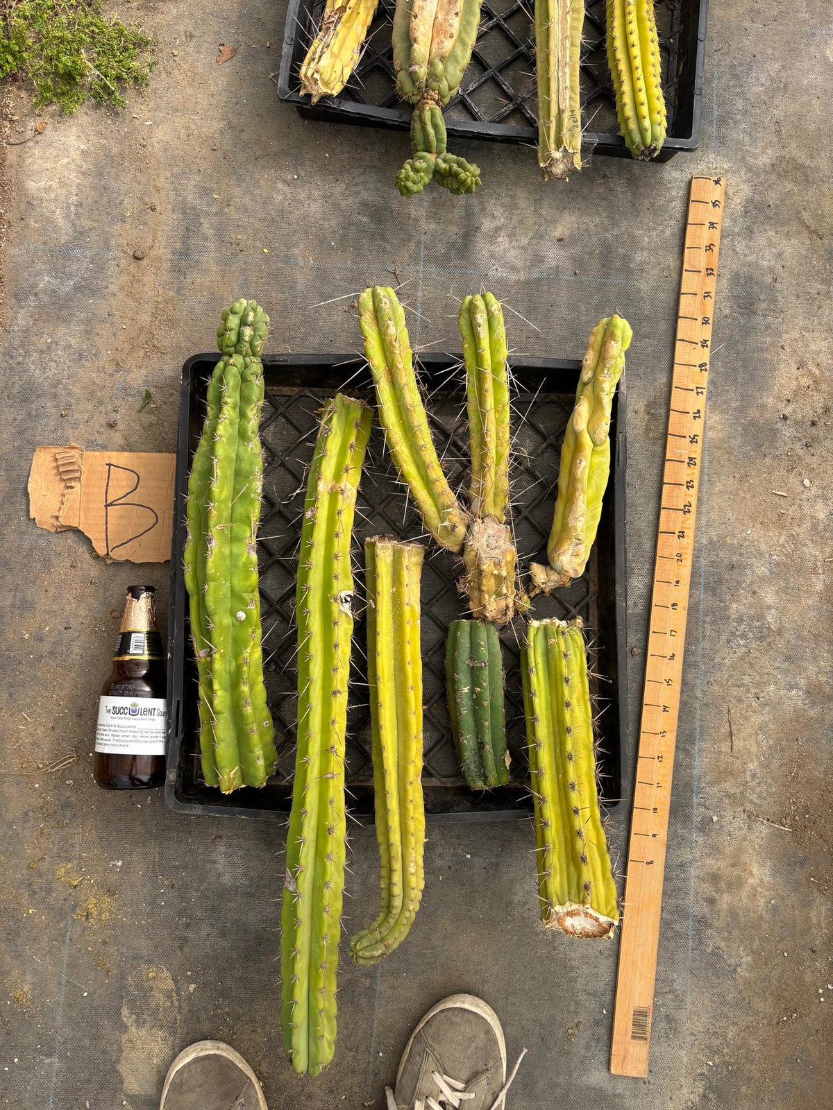 #EC188 EXACT Trichocereus TLC Bargain MIXED Cactus Cutting Lot