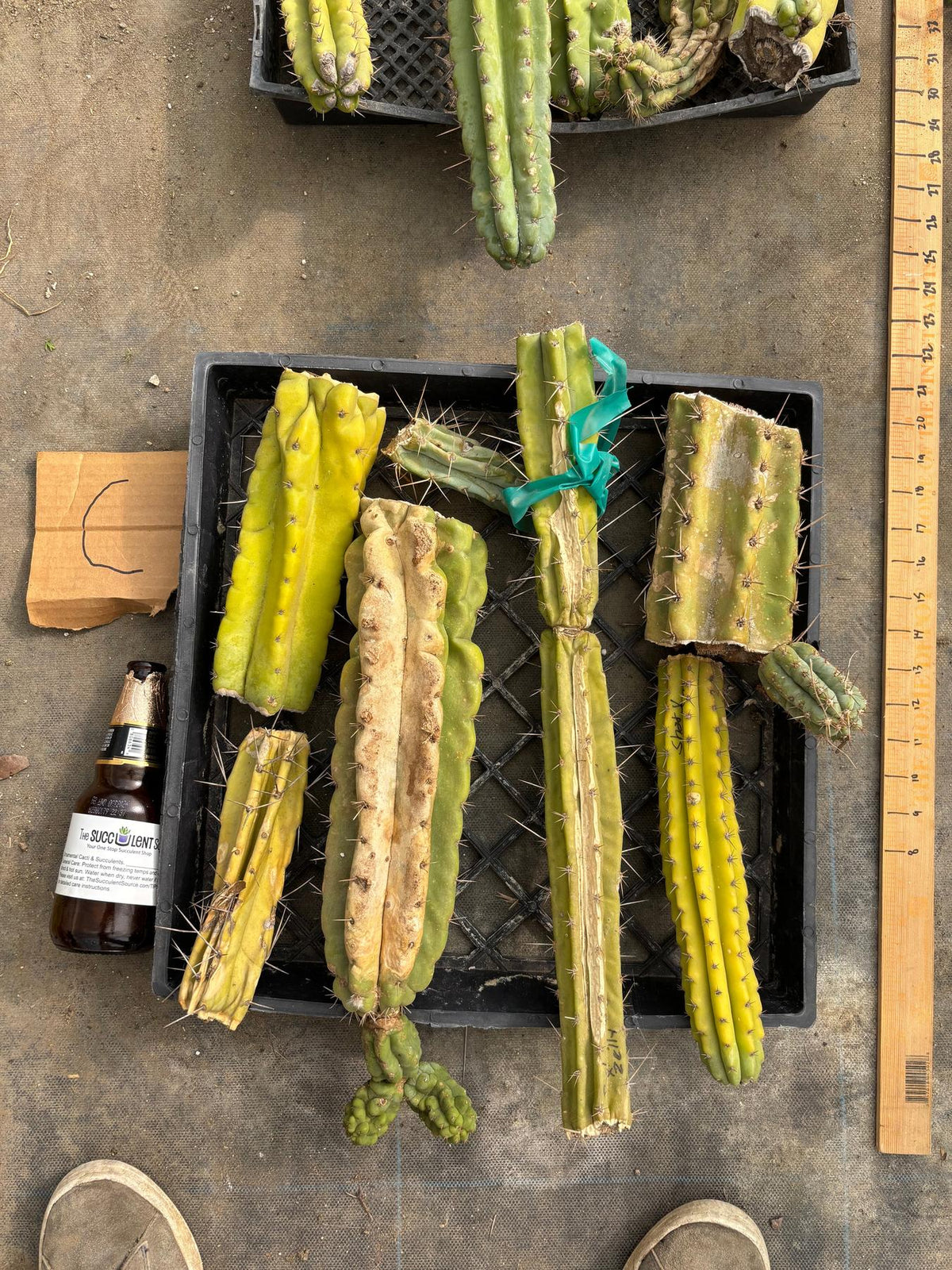 #EC188 EXACT Trichocereus TLC Bargain MIXED Cactus Cutting Lot