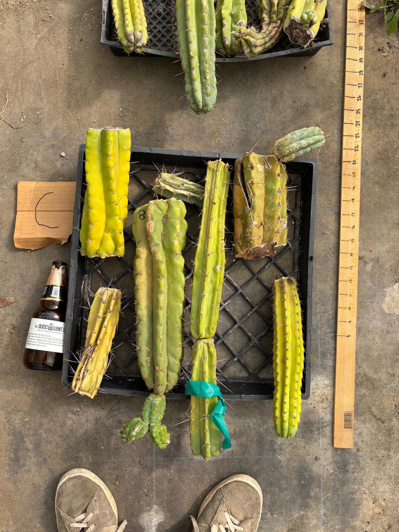 #EC188 EXACT Trichocereus TLC Bargain MIXED Cactus Cutting Lot
