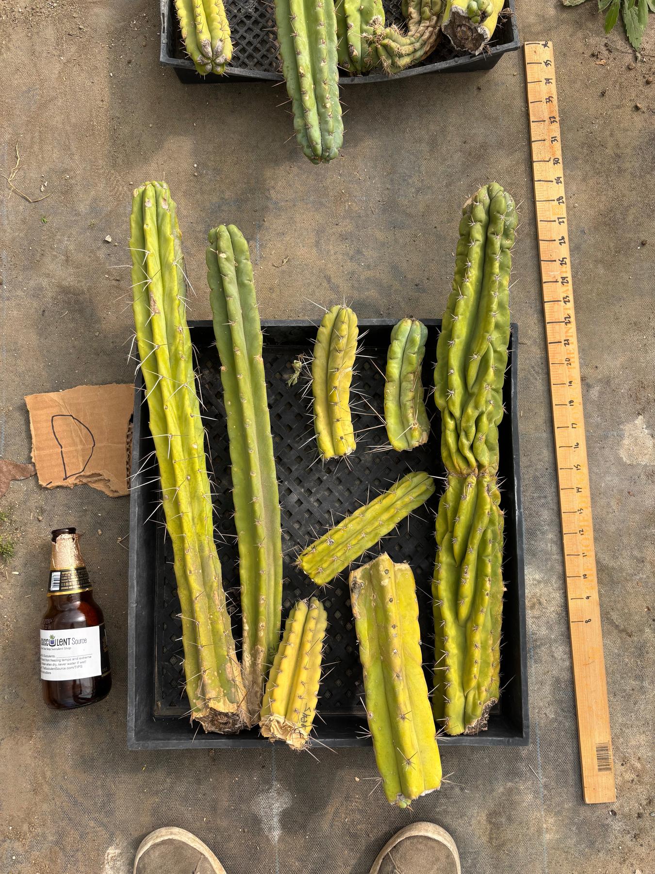 #EC188 EXACT Trichocereus TLC Bargain MIXED Cactus Cutting Lot