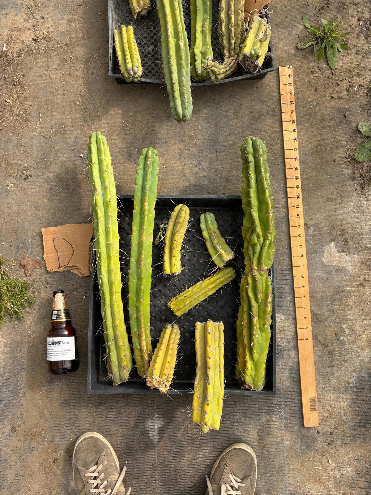 #EC188 EXACT Trichocereus TLC Bargain MIXED Cactus Cutting Lot