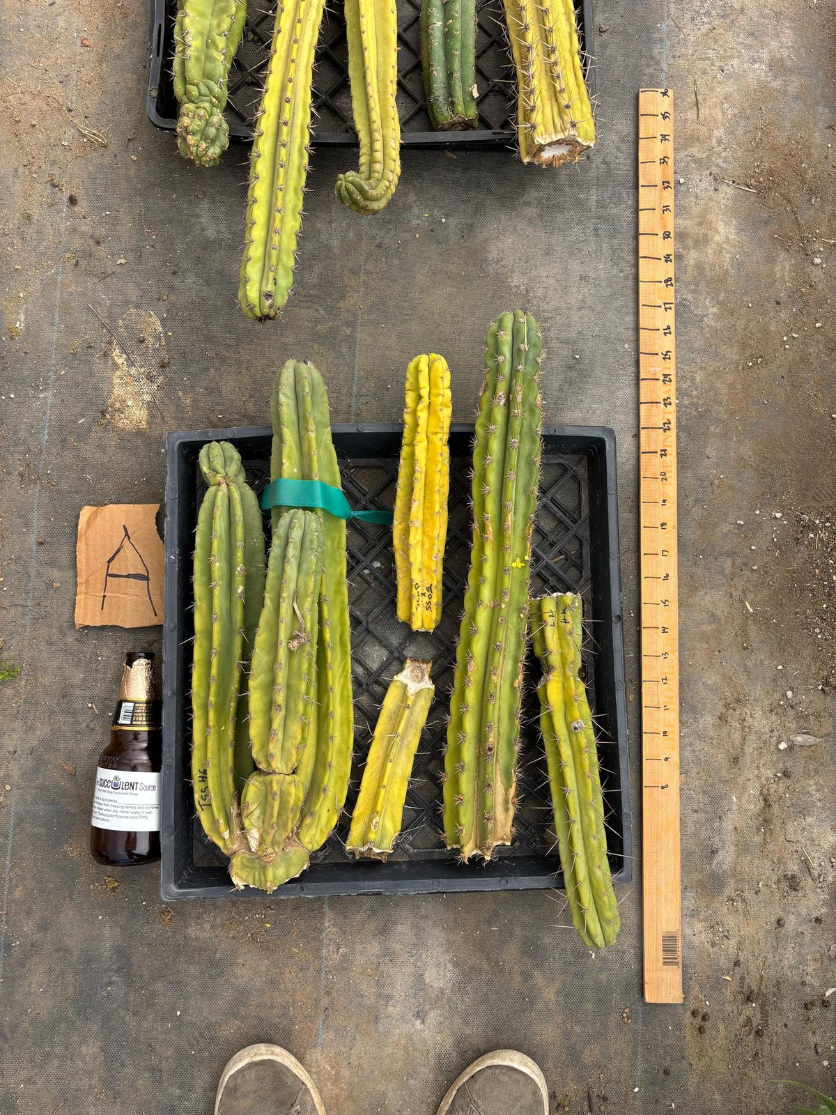 #EC188 EXACT Trichocereus TLC Bargain MIXED Cactus Cutting Lot