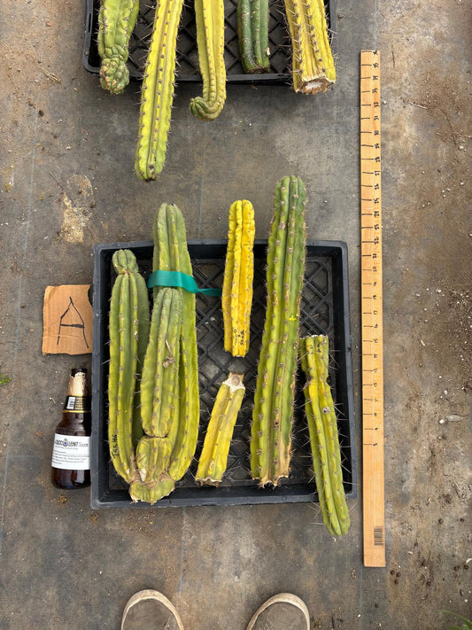 #EC188 EXACT Trichocereus TLC Bargain MIXED Cactus Cutting Lot