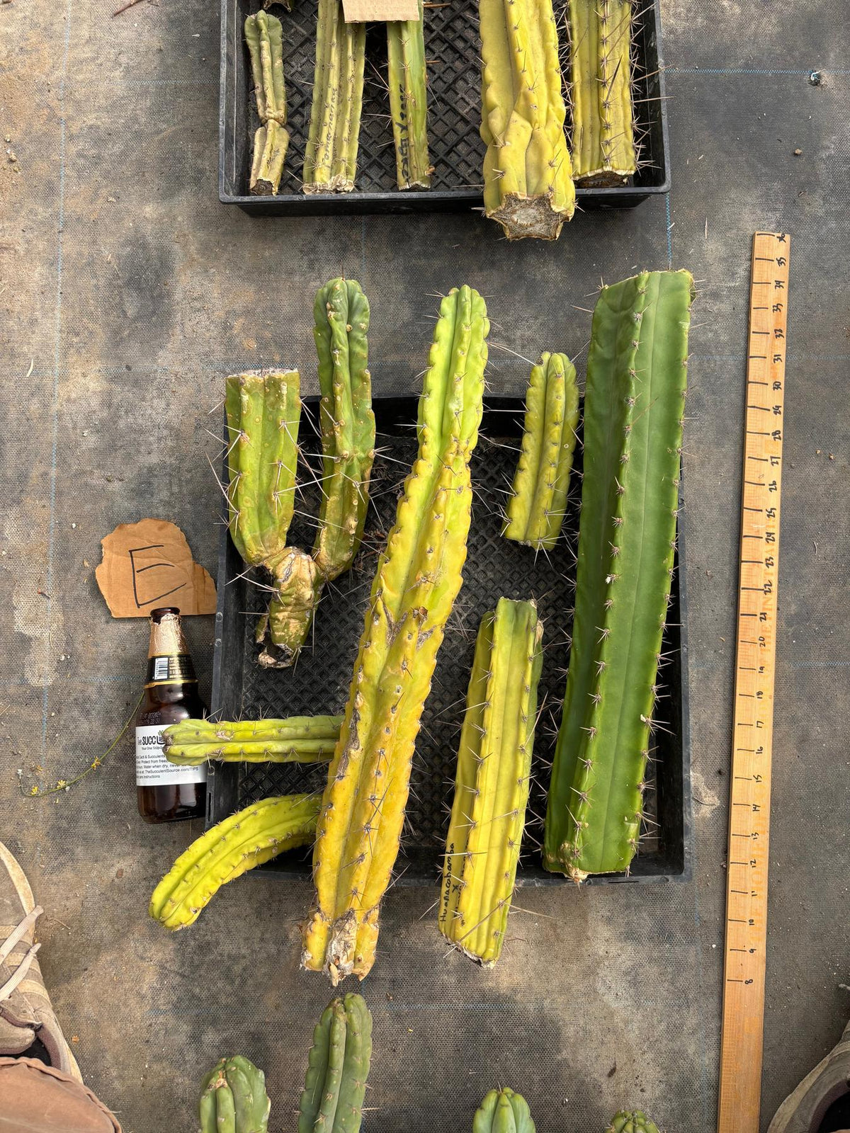 #EC188 EXACT Trichocereus TLC Bargain MIXED Cactus Cutting Lot