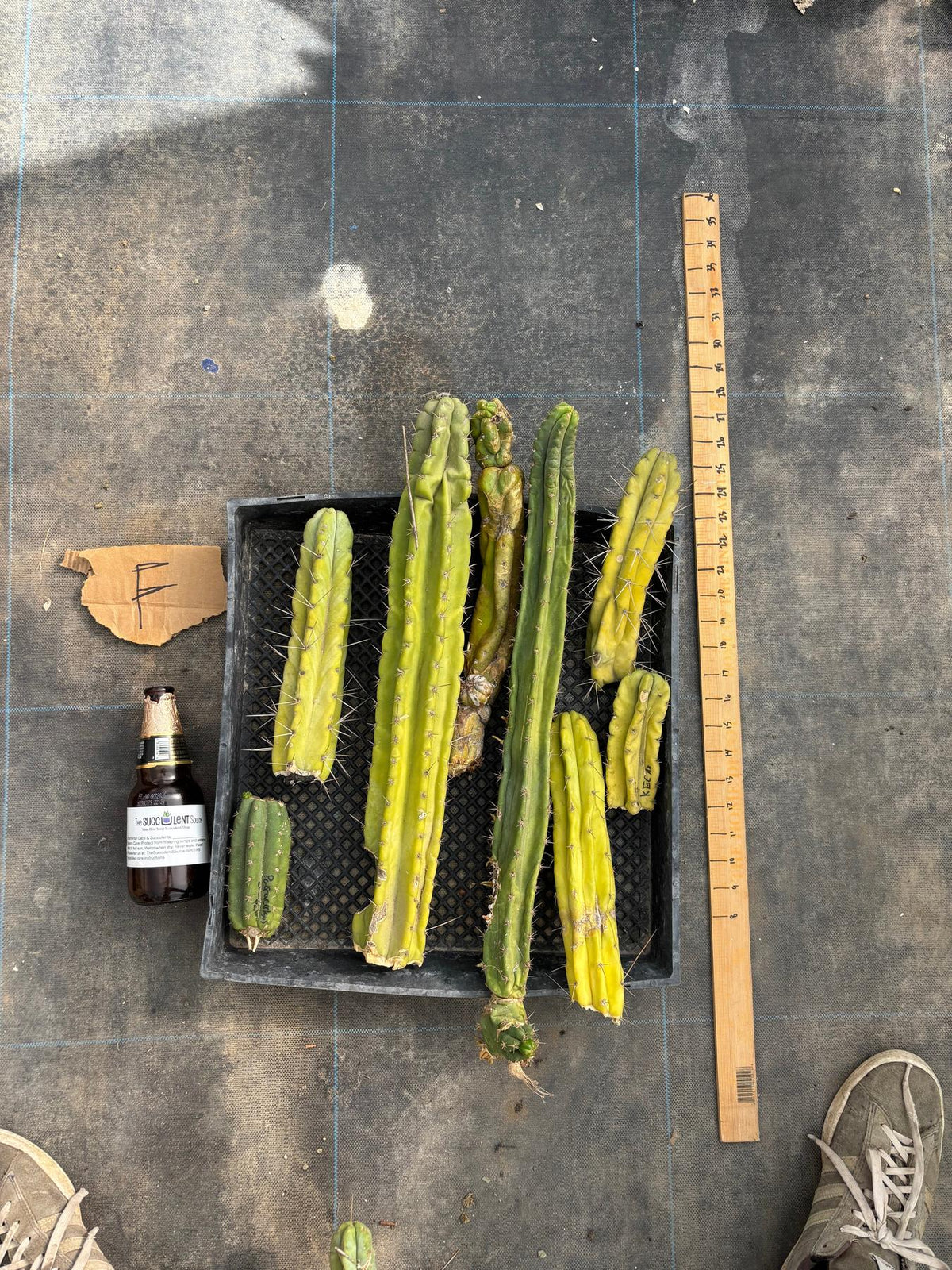 #EC188 EXACT Trichocereus TLC Bargain MIXED Cactus Cutting Lot