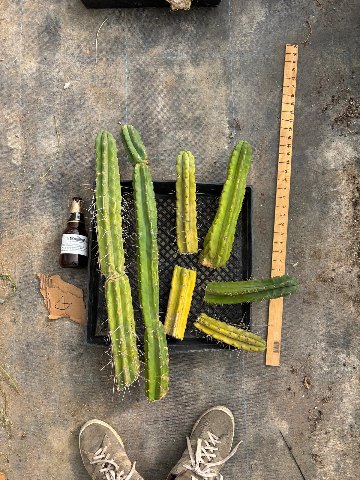 #EC188 EXACT Trichocereus TLC Bargain MIXED Cactus Cutting Lot