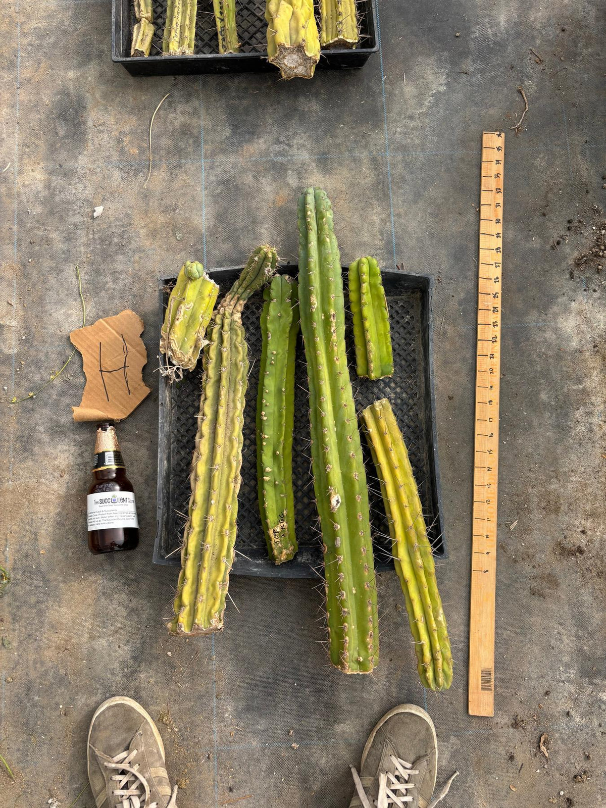 #EC188 EXACT Trichocereus TLC Bargain MIXED Cactus Cutting Lot