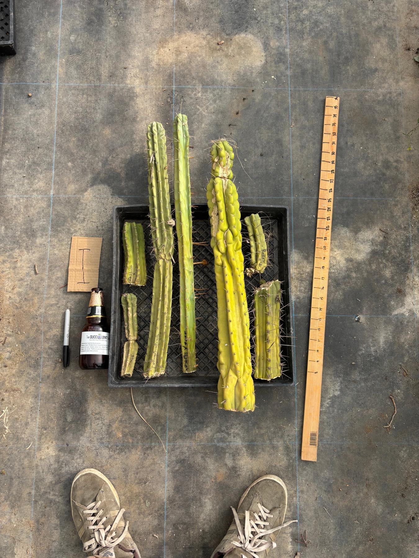 #EC188 EXACT Trichocereus TLC Bargain MIXED Cactus Cutting Lot