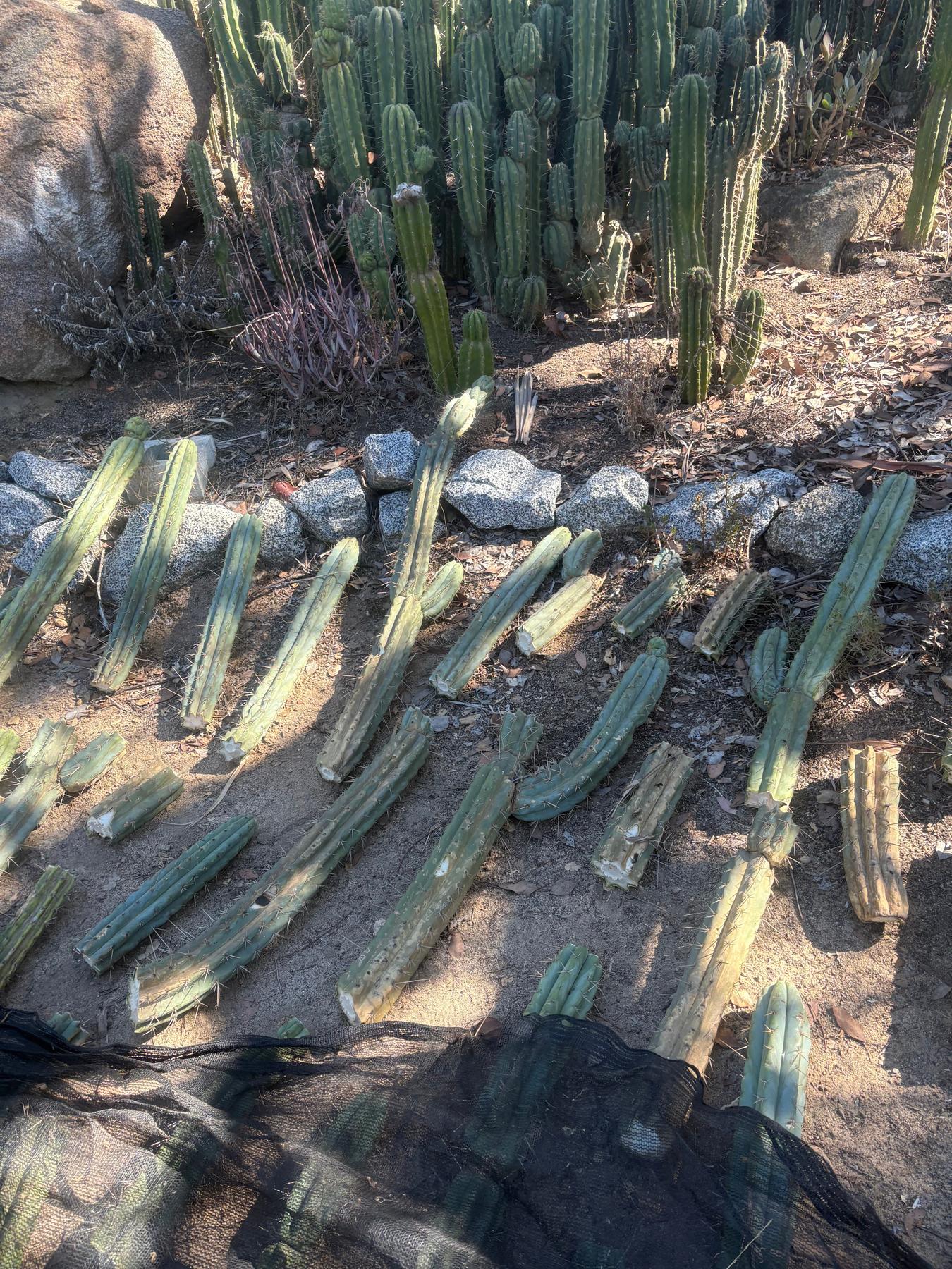 #EC189 EXACT Trichocereus "Mutt" Cactus Cuttings 36”+
