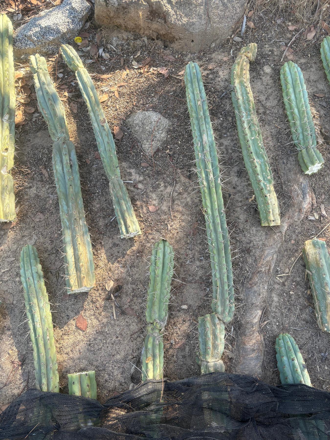 #EC189 EXACT Trichocereus "Mutt" Cactus Cuttings 36”+