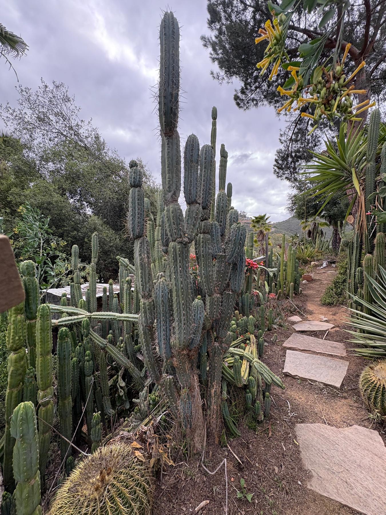 #EC189 EXACT Trichocereus "Mutt" Cactus Cuttings 36”+