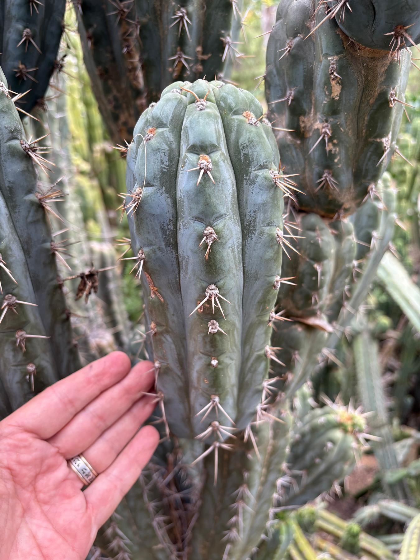 #EC189 EXACT Trichocereus "Mutt" Cactus Cuttings 36”+