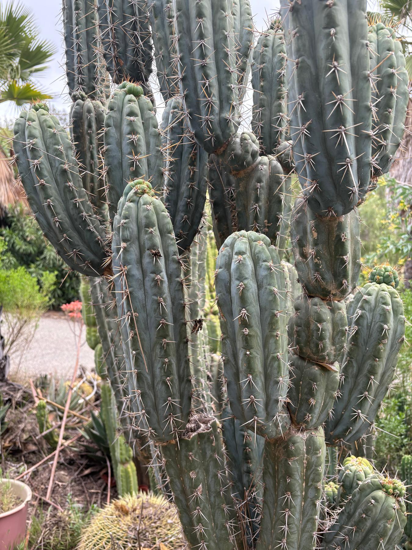 #EC189 EXACT Trichocereus "Mutt" Cactus Cuttings 36”+