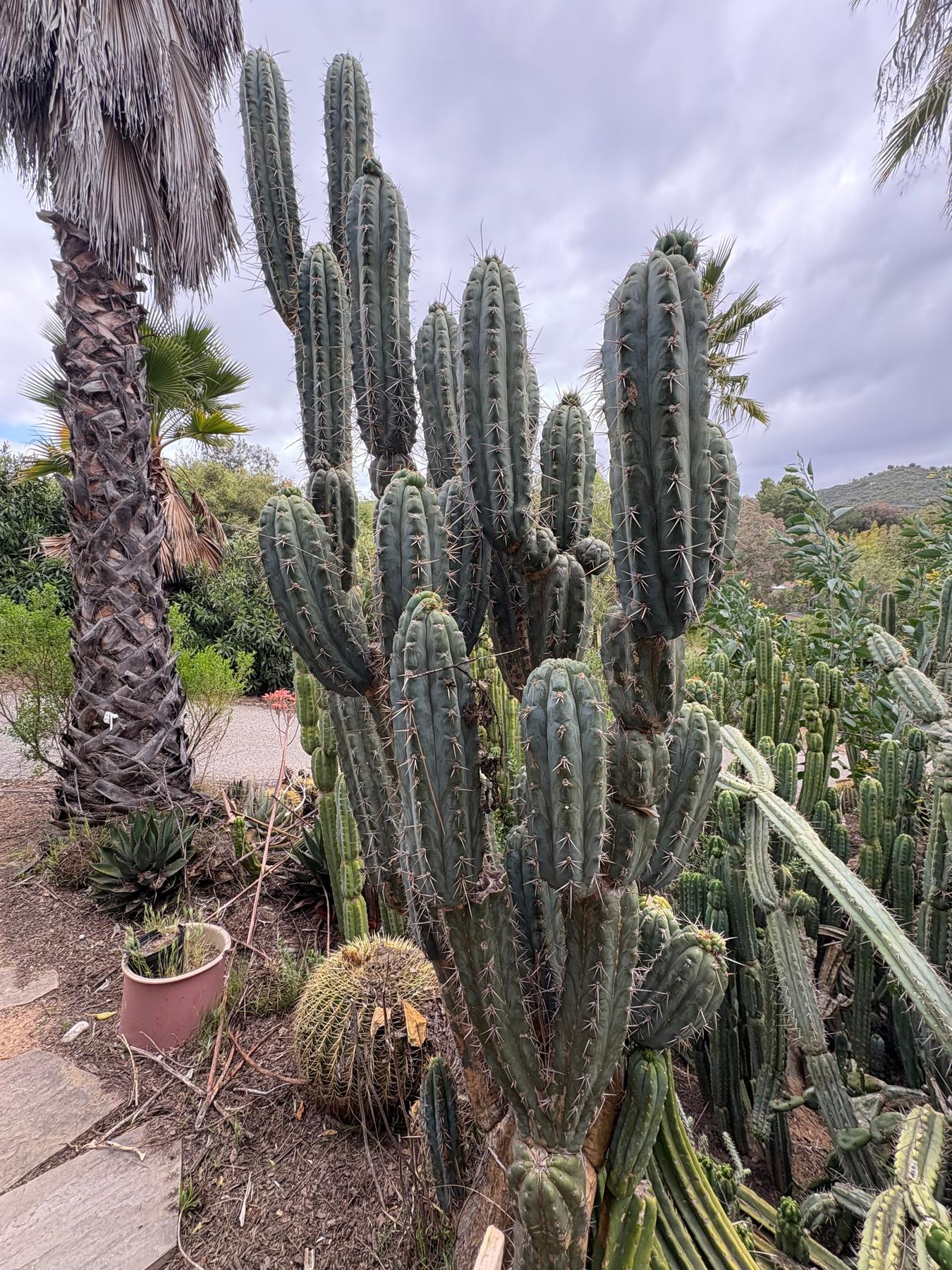 #EC189 EXACT Trichocereus "Mutt" Cactus Cuttings 36”+