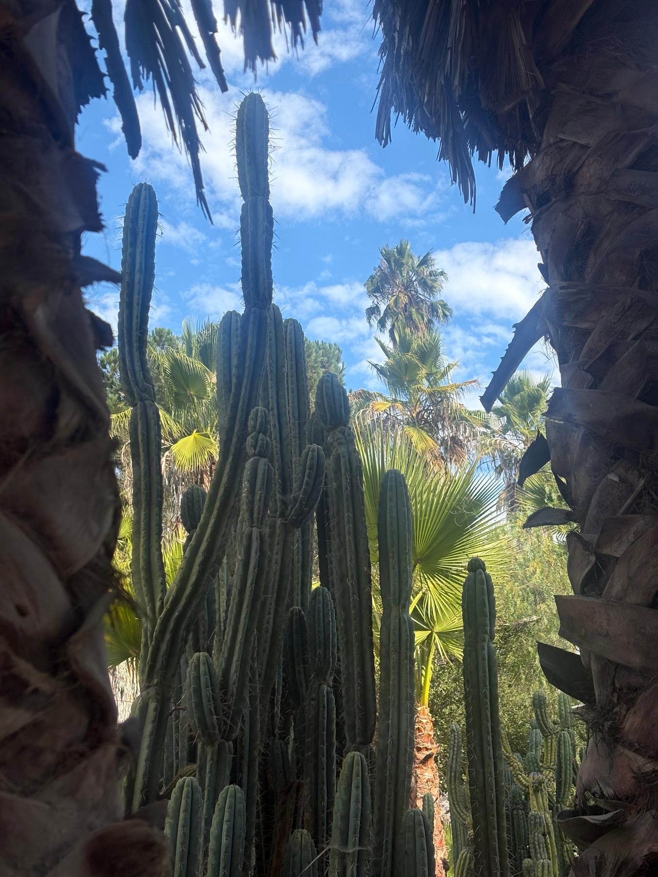 #EC189 EXACT Trichocereus "Mutt" Cactus Cuttings 36”+