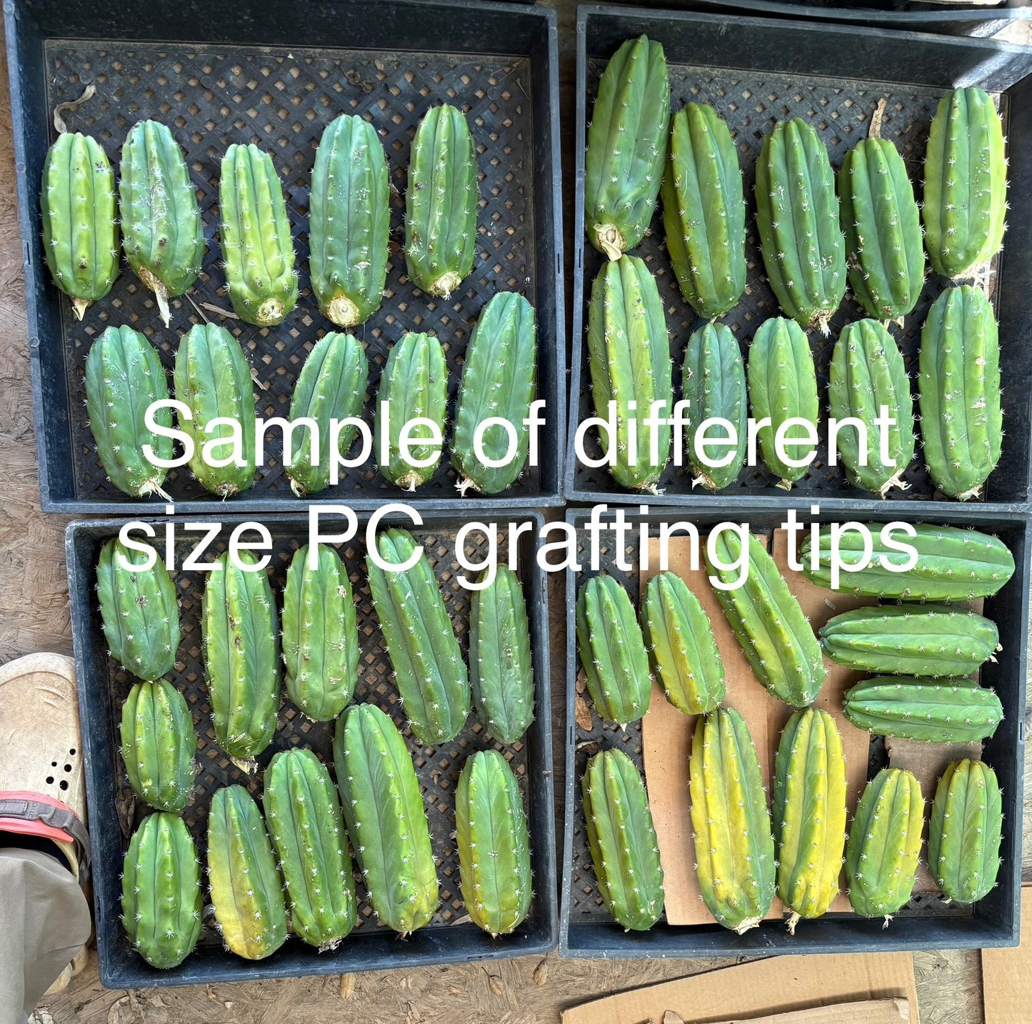 #EC192 EXACT Trichocereus Pachanoi "PC" Grafting Dream 30lbs of tips!
