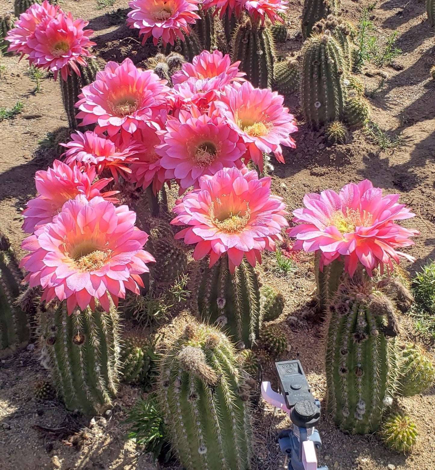 #EC194 Trichocereus Grandiflorus "Flying Saucer" Cactus Cuttings & Potted 5-10”
