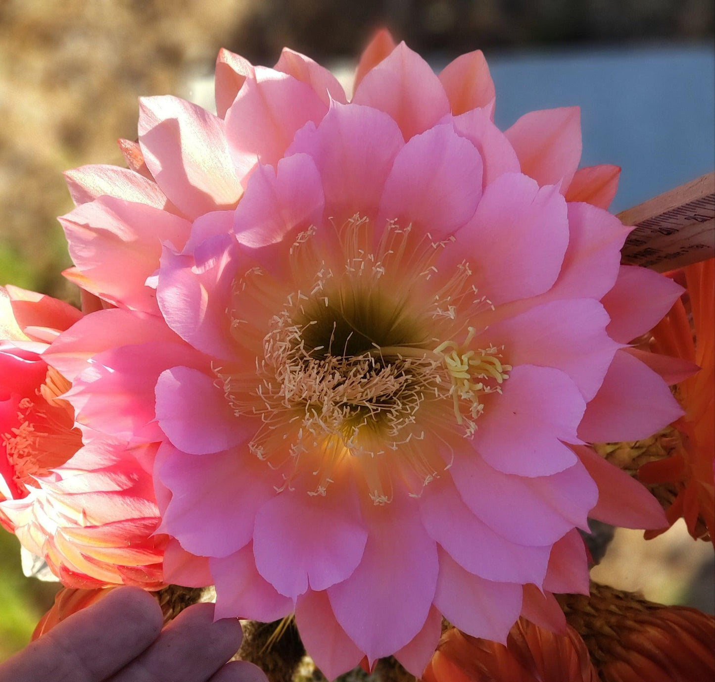 #EC194 Trichocereus Grandiflorus "Flying Saucer" Cactus Cuttings & Potted 5-10”